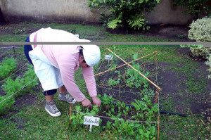 Huerta y Jardineria